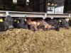 Cattle enjoying their feed